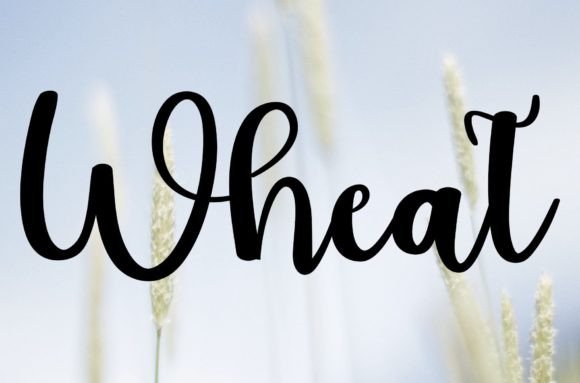 Wheat Font Review for Campaign Design